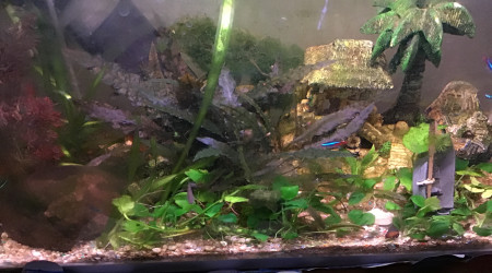 aquarium Aquarium 70l