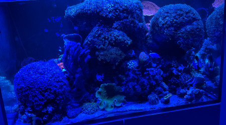 aquarium Reefer 250