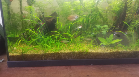 aquarium 60 L