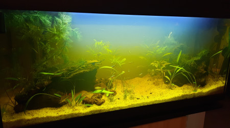 aquarium Bac amazonien