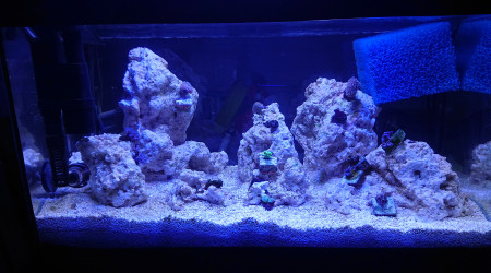 Disposition définitive des coraux