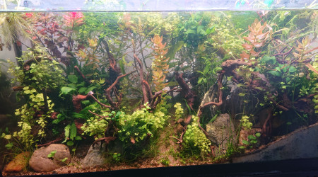 Fangorn Forest  S+10