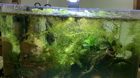 aquarium Dennerle tank 35l