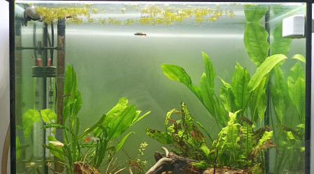 aquarium Communautaire 130L