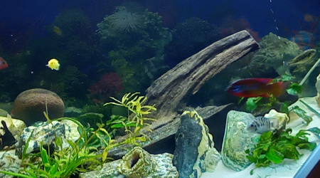 aquarium Cichlidés