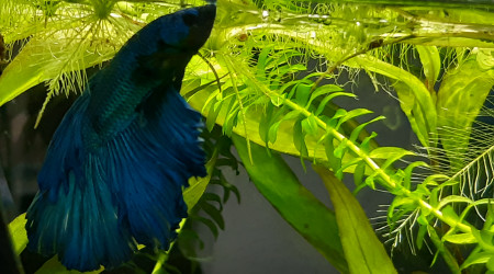 aquarium Betta spendens