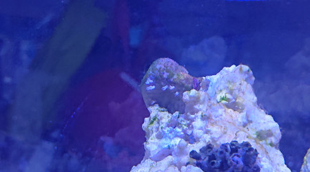 Les polypes commencent à apparaître