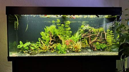 aquarium Juwel240