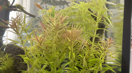 Limnophila aromatica