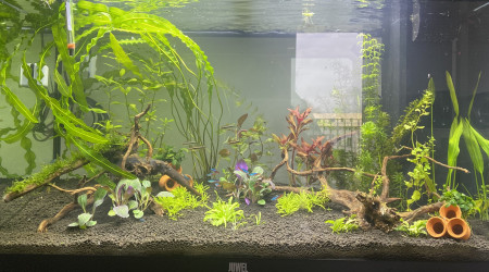 aquarium Juwel 125 Rio