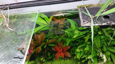 Réserve de plantes à pousse rapide côté droit