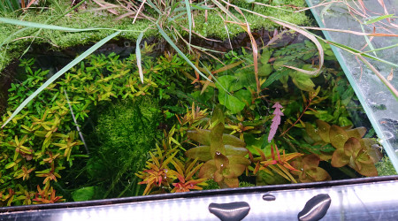 Réserve de plantes à pousse rapide côté gauche