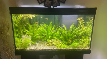 aquarium Biotope communautaire