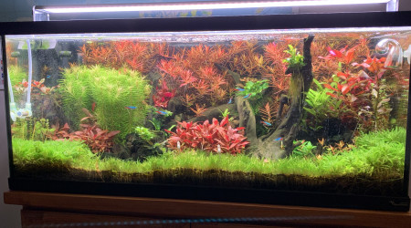 aquarium Aquascaiping  80l