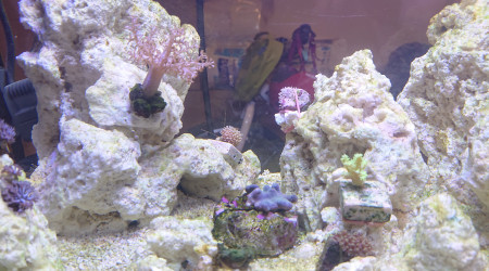 Acclimatation de la sinaluria dura bleu