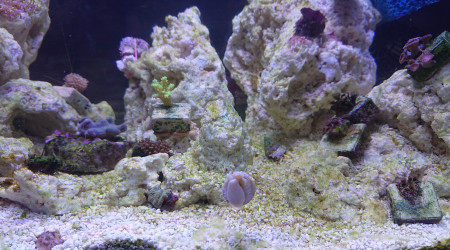 Trochus  sur la vitre