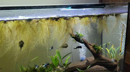 aquarium Biotope Amazonien