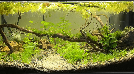 Évolution Killi Watch - 60l sol technique