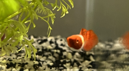 Tache bizarre sur la gueule d’un des guppy…