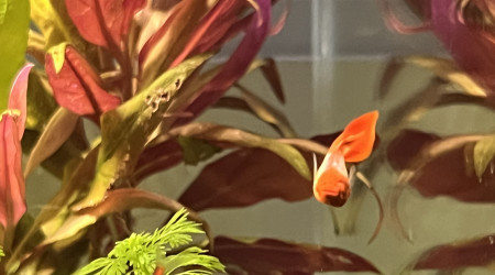 Tache bizarre sur la gueule d’un des guppy…