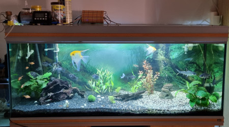 aquarium 200l