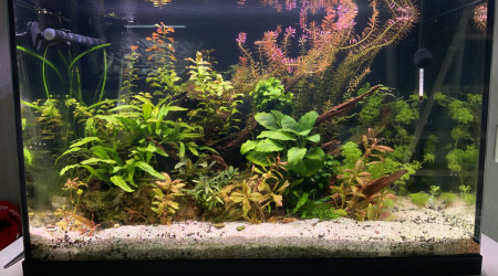 aquarium Aquascape Asie