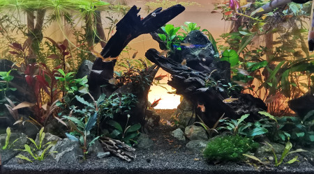 aquarium Scapers tank 55L