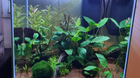 aquarium Crevette