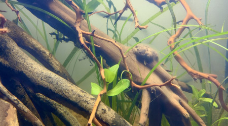 Début de film bactérien sur racine