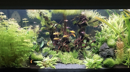 Ponte femelle barbu shuberti