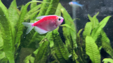 Les nouveaux pensionnaires