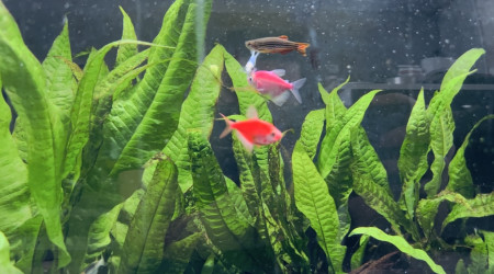 Les nouveaux pensionnaires