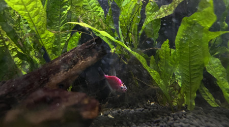 Les nouveaux pensionnaires