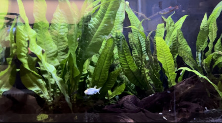 Les nouveaux pensionnaires