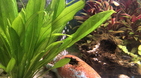 aquarium Communautaire