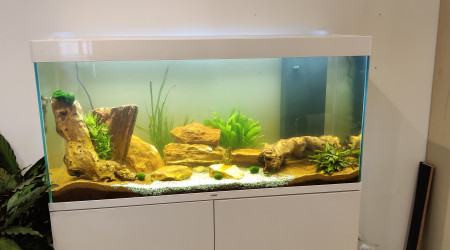 Introduction des première plantes