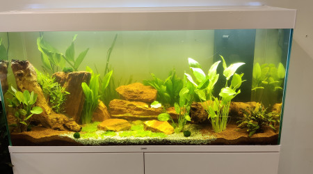 Introduction de la deuxième vague de plantes