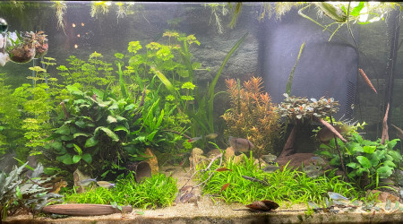 Mise à jour amazonien