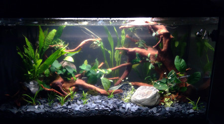 aquarium Aquarium 80 L