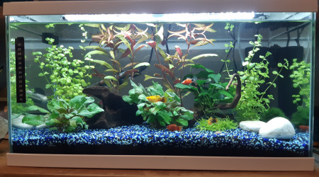 aquarium Petits poissons