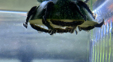 Ce soir au menu c’est courgette !