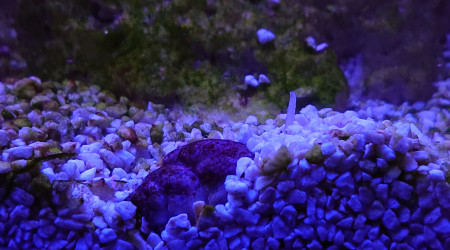 S+10 le nassarius a semi enterré , on voit la trompe qui dépasse :)