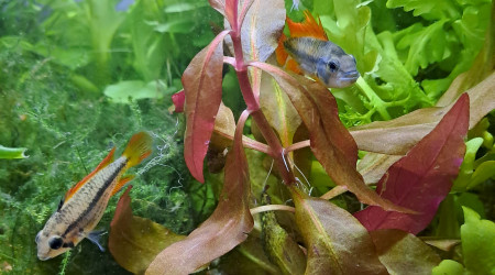 aquarium apistogramma cacatuoides