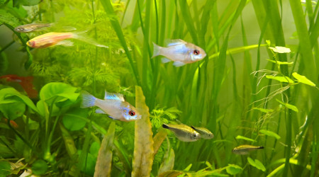 aquarium Ramirezi