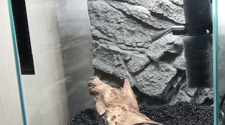 Mise en place (face)