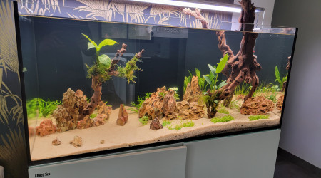 aquarium Aquarium Salon Amazonien