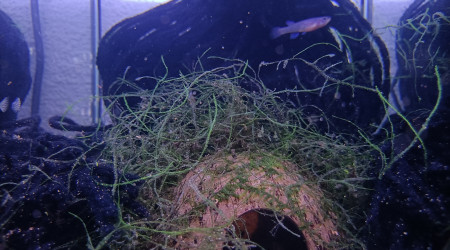 aquarium 133 1 Male Aphyosemion australe Doré