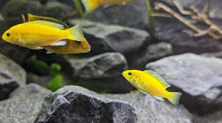 Labidochromis - Labido Jaunes Juvénile - Non sexable