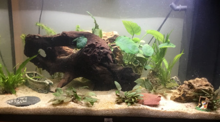 Déplacement de certaine plante