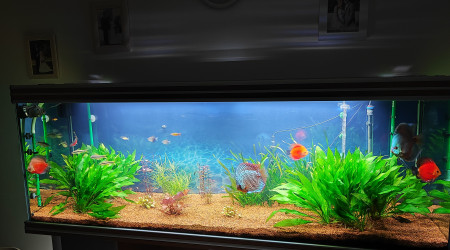 aquarium Mon plaisir